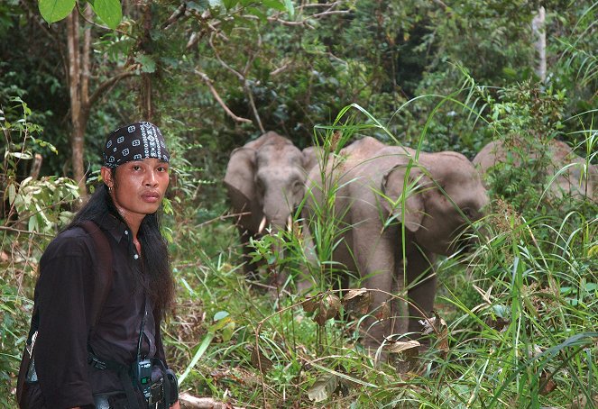 Borneo's Pygmy Elephants - Photos