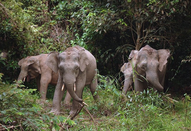 Borneo's Pygmy Elephants - De filmes