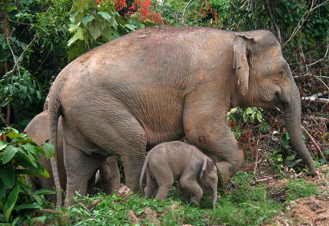 Borneo's Pygmy Elephants - Z filmu