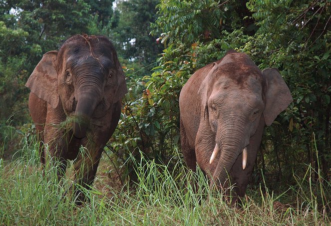 Borneo's Pygmy Elephants - Photos