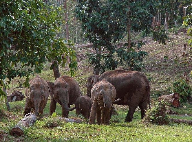 Borneo's Pygmy Elephants - De filmes