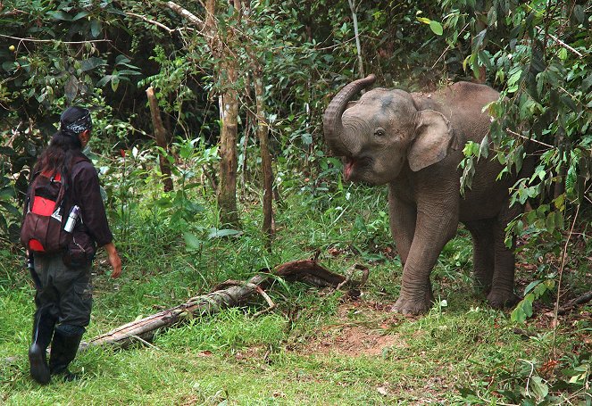 Borneo's Pygmy Elephants - Filmfotók