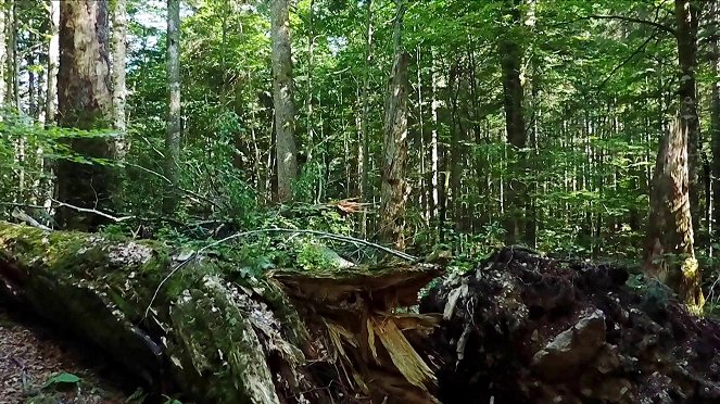 Urwald der Alpen - Wildnisgebiet Dürrenstein - Film