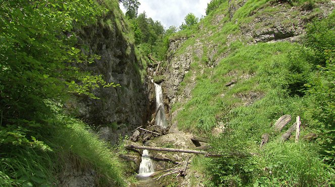 Urwald der Alpen - Wildnisgebiet Dürrenstein - Z filmu