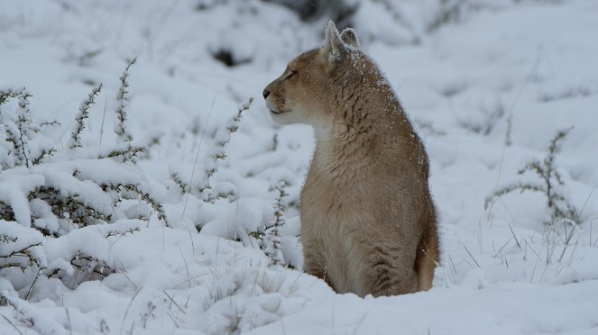 Wildest Survival - Ice Worlds - Photos