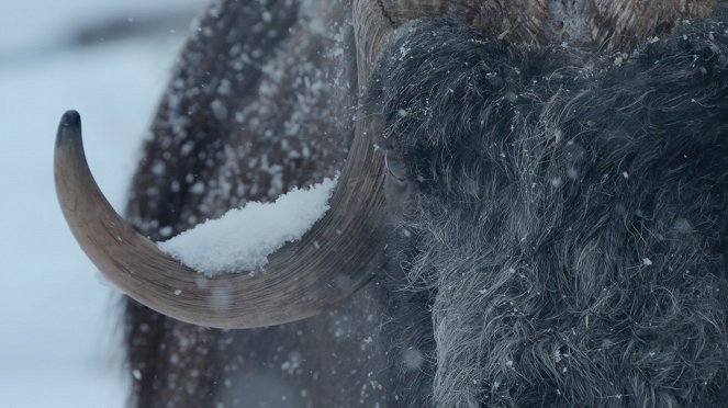 Dzikie ścieżki przetrwania - Krainy lodu - Z filmu