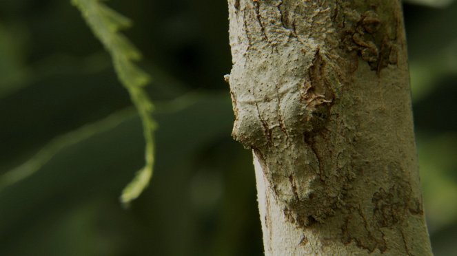 Wildest Survival - Life in the Trees - De la película