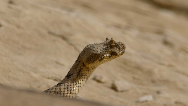 Wildes Überleben - Cold Blooded Creatures - Filmfotos