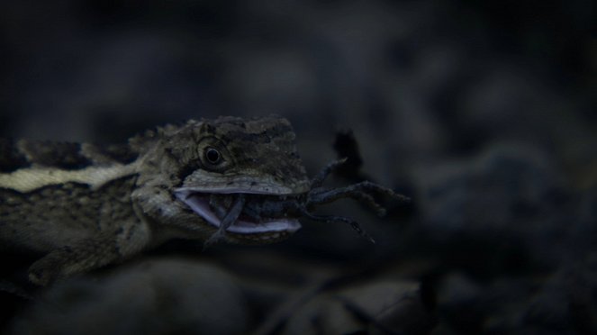 Wildest Survival - Cold Blooded Creatures - Photos