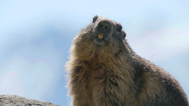 Universum: Naturerbe Österreich - Die Nationalparks - Kuvat elokuvasta