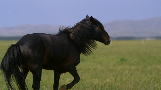 The Abaga Dark Horse of Horseback Court - Do filme