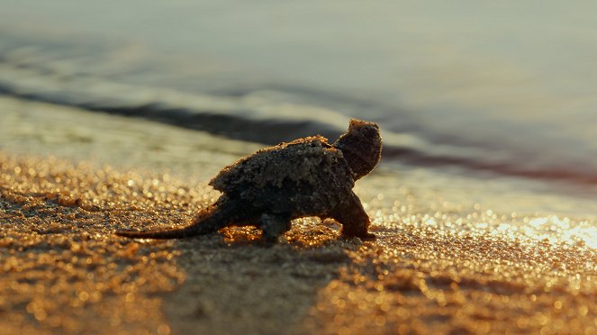 Kanadan villi sää - Kuvat elokuvasta