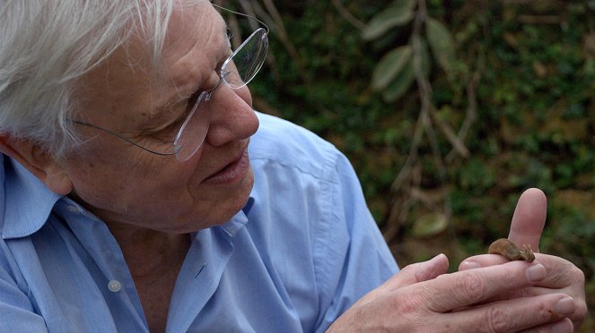 David Attenborough's First Life - Photos