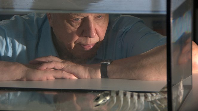 David Attenborough's First Life - Van film