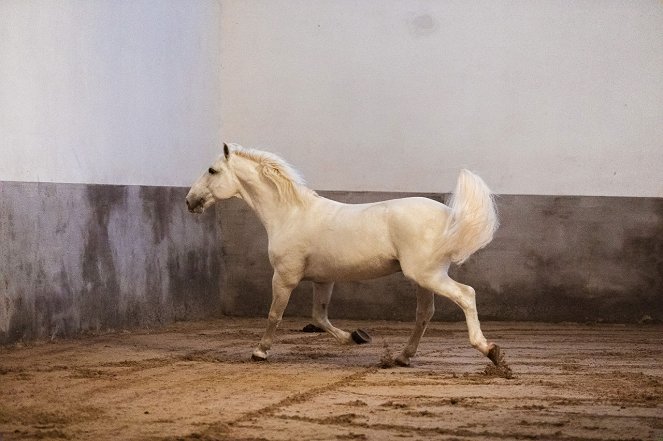 Českem na koňském hřbetu - Ukaž, že na to máš! - De la película