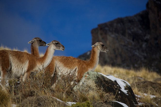Wild Patagonia - Heat and Dust - Filmfotos