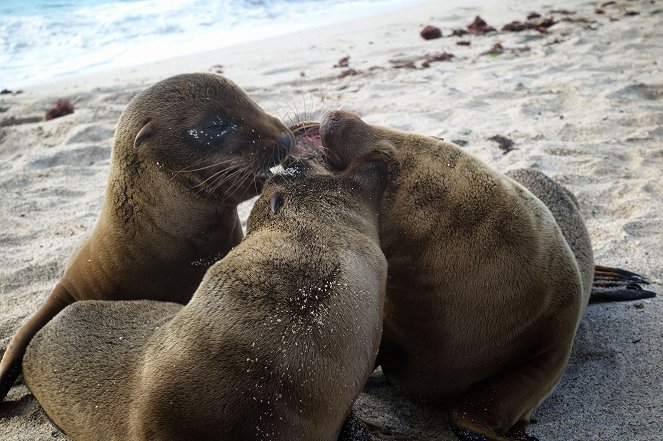 Amazing Animal Families - Film