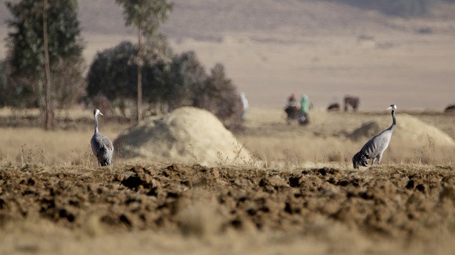 Des grenouilles sur le toit - De la película