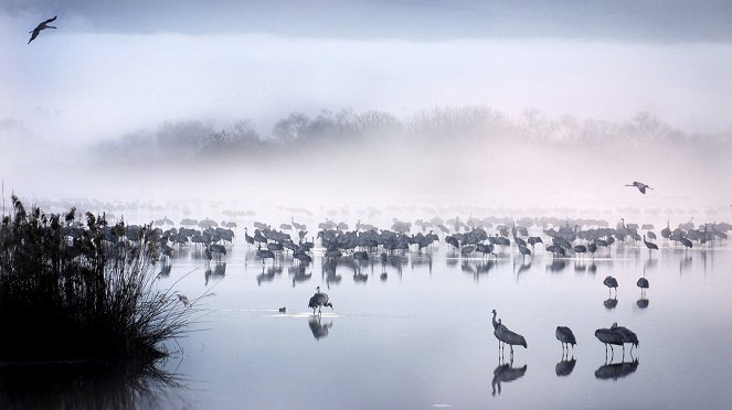 Cranes - Symbols of Good Fortune - Photos