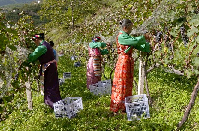 Des vignes et des hommes - Chine – Les vignobles de l'Himalaya - Film