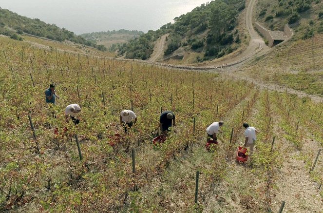 Des vignes et des hommes - Croatie – La vigne se lève à l'est - Kuvat elokuvasta