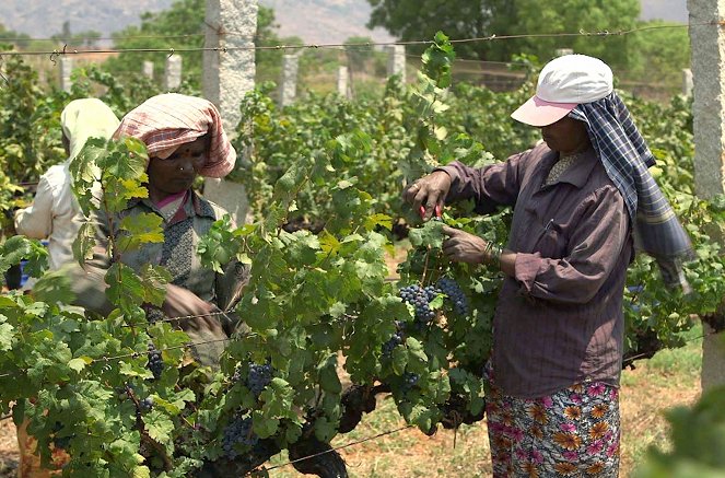 Des vignes et des hommes - Inde – Les raisins de la modernité - Kuvat elokuvasta