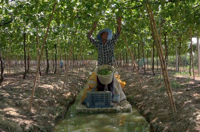 Des vignes et des hommes - Thaïlande – Le vignoble des tropiques - Van film