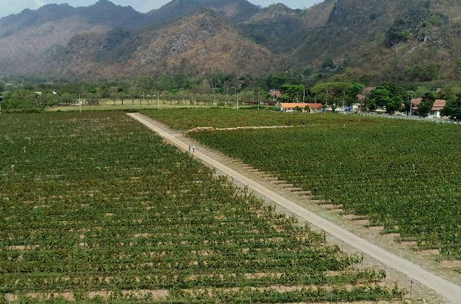 Svetové vinárske civilizácie - Thajsko - tropické vinohrady - Z filmu