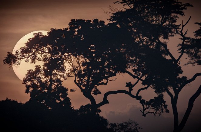 Gute Nachrichten vom Planeten - Wie wir die Natur schützen - Van film