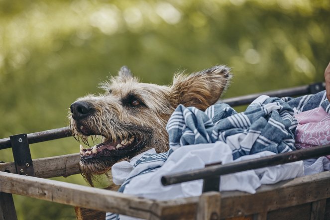 Racko - Ein Hund für alle Fälle - Der Maulkorb - Filmfotók