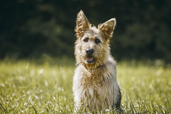 Racko - Ein Hund für alle Fälle - Kommissar Racko - Photos