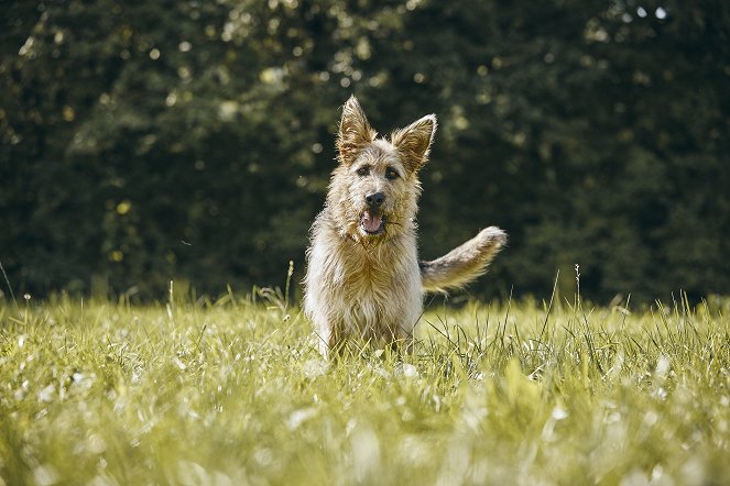 Racko - Ein Hund für alle Fälle - Die ganze Wahrheit - Van film
