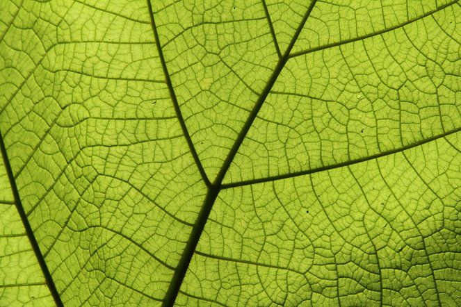 David Attenborough's Kingdom of Plants - Kuvat elokuvasta