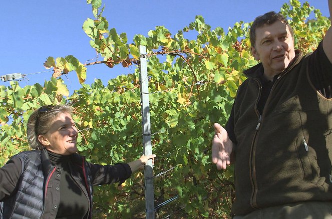 Des vignes et des hommes - France – Alsace, un pacte avec la nature - Van film