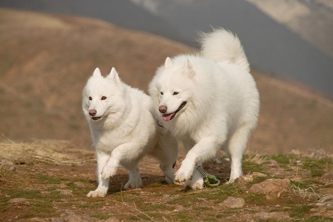 Two Dogs - Filmfotók