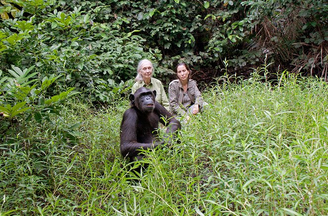 Schimpansen im Kongo mit Jane Goodall - Van film - Jane Goodall