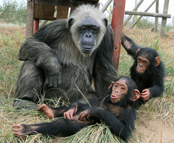 Schimpansen im Kongo mit Jane Goodall - Z filmu