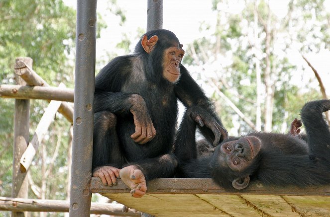 Schimpansen im Kongo mit Jane Goodall - Photos