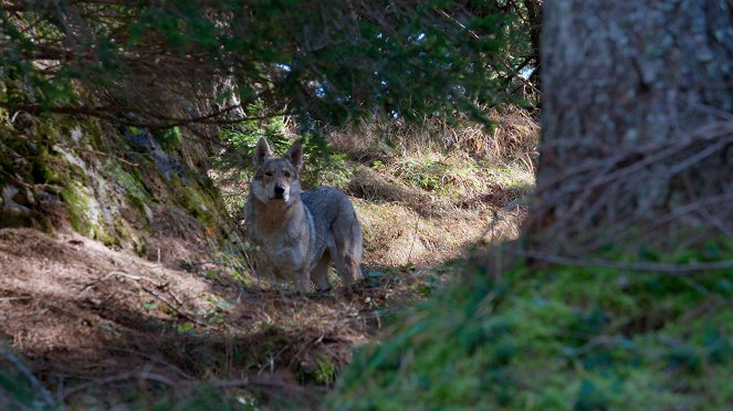 Selviytymistaitojen varassa: Hyinen tehtävä - Kuvat elokuvasta