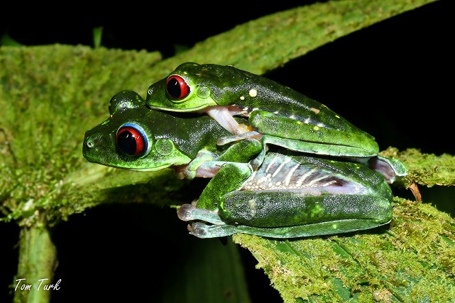 Costa Rica - Biodiversity in the Tropical Forest - Photos