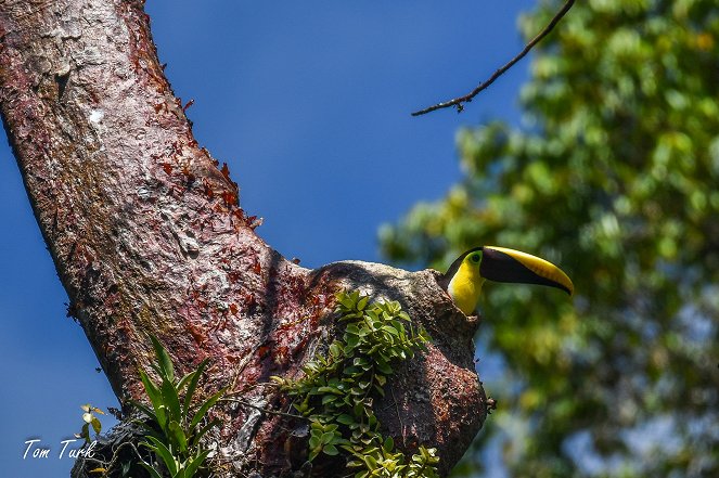 Kostarika - Biodiverziteta v tropskem gozdu - Filmfotos