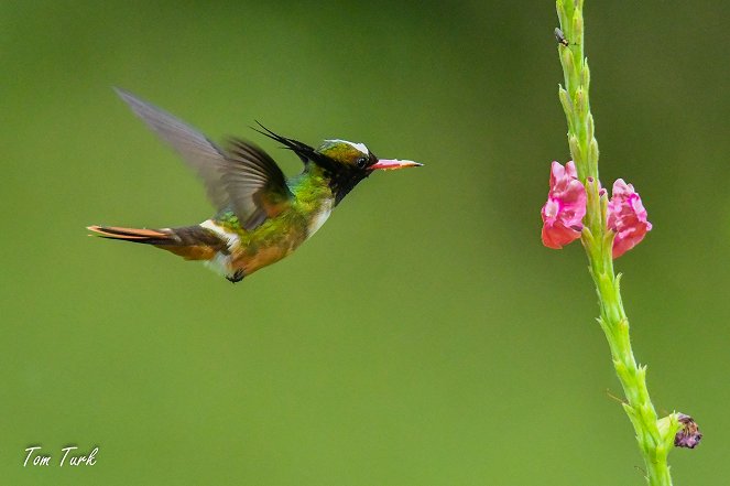 Kostarika - Biodiverziteta v tropskem gozdu - Filmfotos