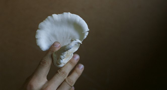 The Mushroom Speaks - Photos