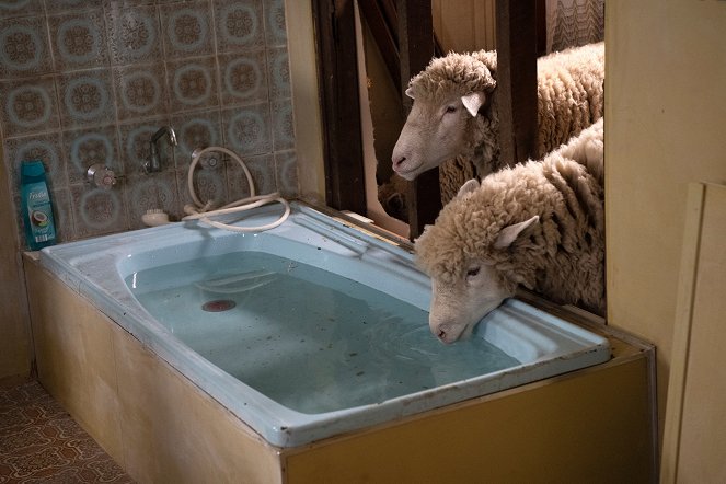 Rams - Do filme