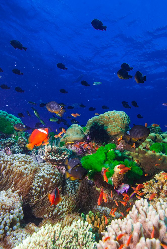 Wonders of the Sea 3D - Filmfotos