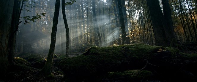 Der wilde Wald - Natur Natur sein lassen - Z filmu