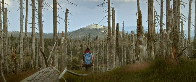 Der wilde Wald - Natur Natur sein lassen - Film
