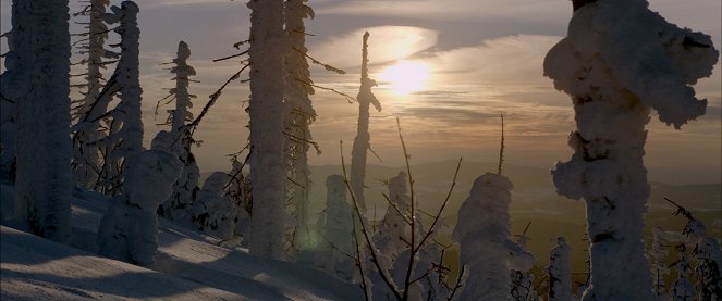 Der wilde Wald - Natur Natur sein lassen - Kuvat elokuvasta