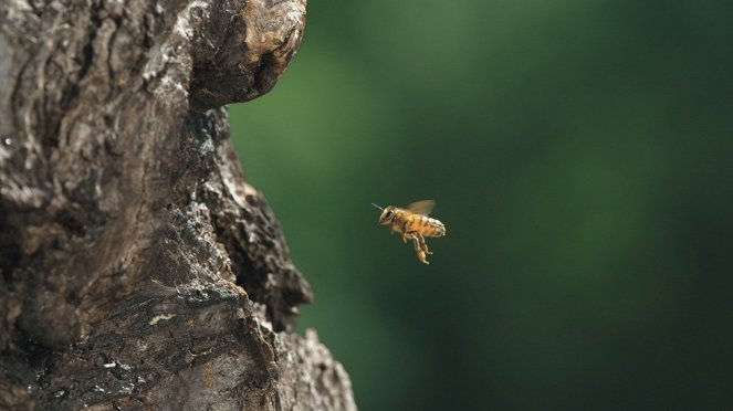 Tagebuch einer Biene - Kuvat elokuvasta