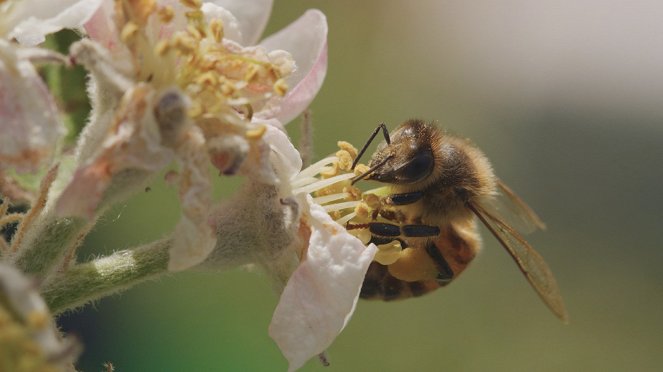 Tagebuch einer Biene - Film